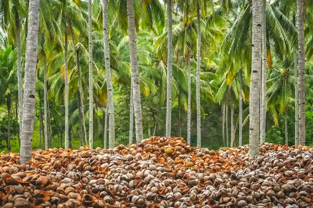 Pile of empty coconut shells under tall palmtrees in the jungle of tropical indonesian island Sumbava, Indonesia, Asia