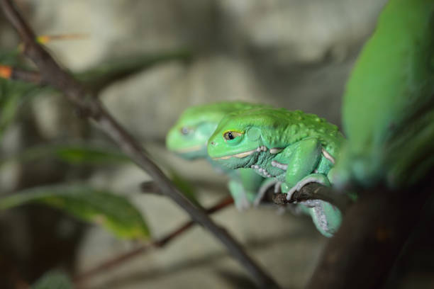 istock Waxy monkey leaf frog (Phyllomedusa sauvagii) in natural rainforest environment on a branch. Colorful bright green tropical frog. 911420242