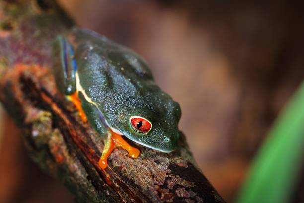 istock red-eye tree frog  Agalychnis callidryas in terrarium 911420300