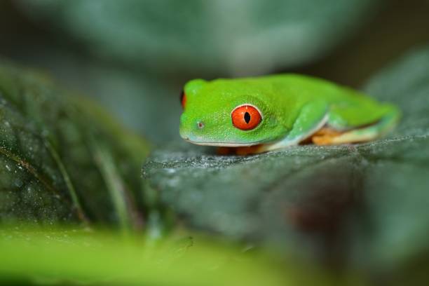 istock red-eye tree frog  Agalychnis callidryas in terrarium 911420324