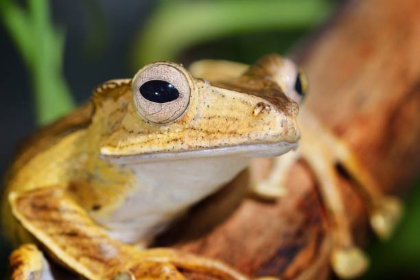 istock Borneo eared frog Polypedates otilophus 911420388