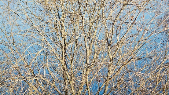 autumn landscape of trees with a river view