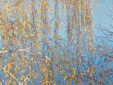 Weeping willow blowing in the wind on an autumn day in Connecticut