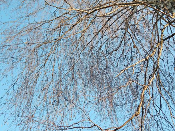 istock autumn trees against the sky 911420536