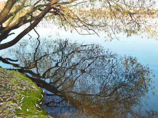 istock mirror reflection of trees on the water 911420586