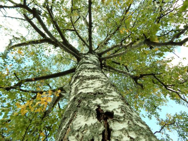 istock autumn trees against the sky 911420690