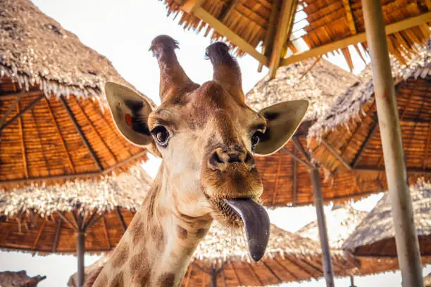 Photo of portrait of a weird funny face giraffe