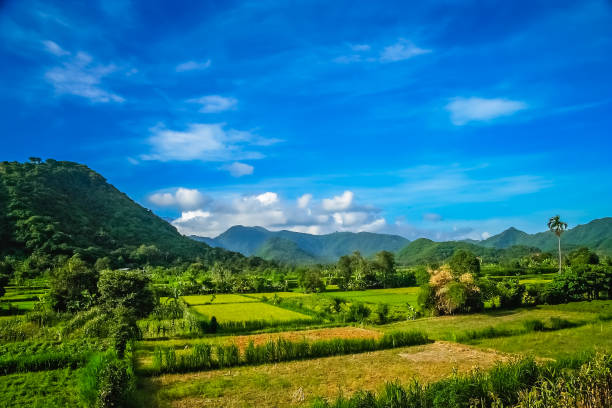 istock Dense tropical landscape of Bali 911426030