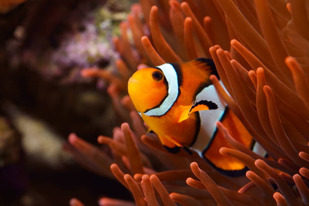 istock Amphiprion Ocellaris Clownfish In Marine Aquarium 911426082