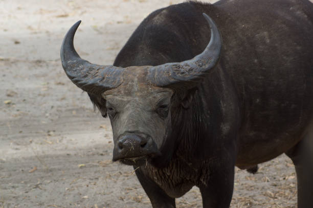 istock A wild african buffalo in Senegal 911426130