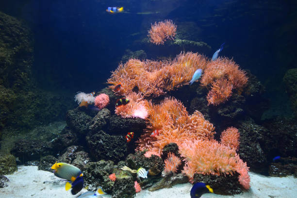 istock Exotic marine aquarium coral reef environment with pink actinia and tropical fish 911426148