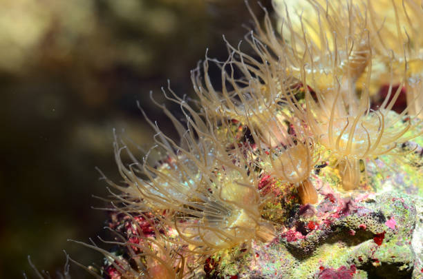 istock Sea anemones  in marine aquarium 911426178
