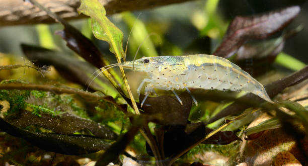 istock exotic freshwater shrimp in aquarium 911426198