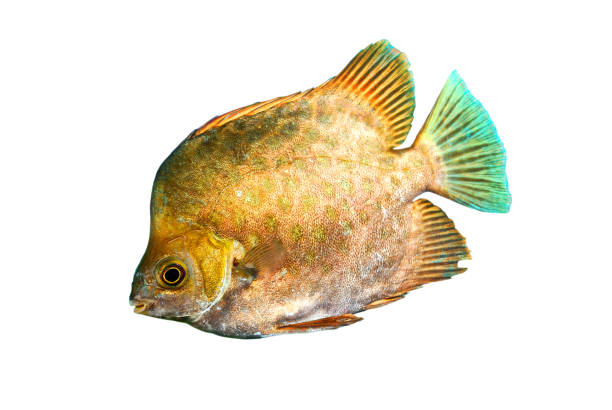 istock Marine fish Scatophagus argus atromaculatus isolated 911426218