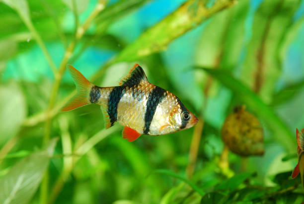 istock Tiger barb Puntius tetrazona in aquarium 911426238