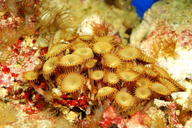 istock Sea anemones  in marine aquarium 911426240