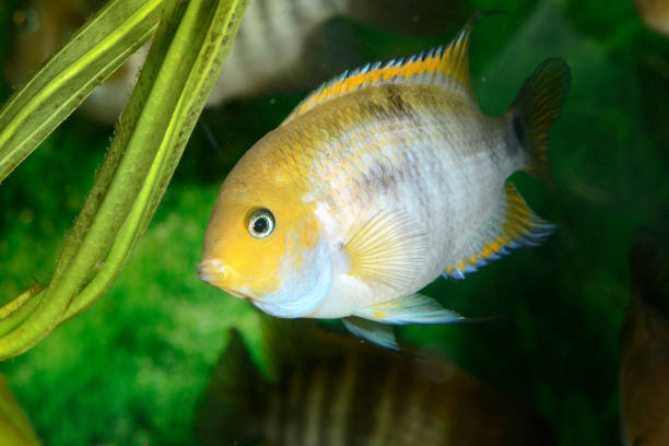 istock Cichlasoma sajica fish in aquarium 911426268