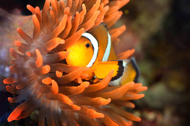 istock clownfish in marine aquarium 911426294