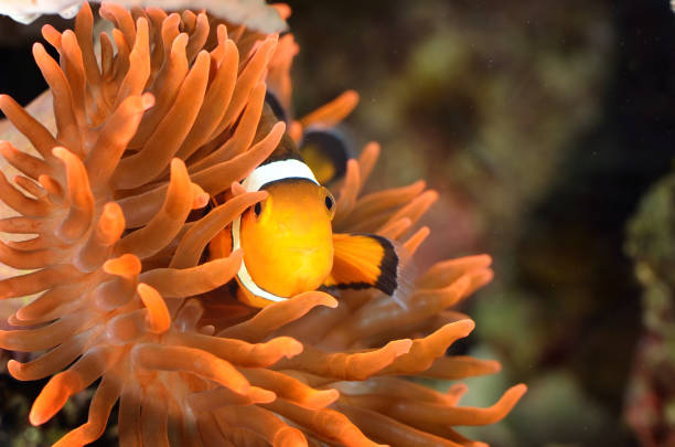 istock clownfish in marine aquarium 911426298