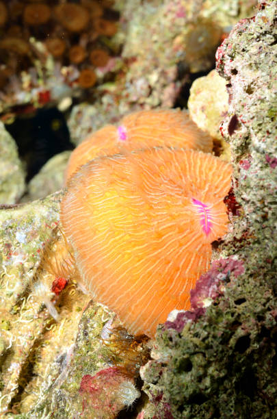 istock Sea anemones  in marine aquarium 911426318