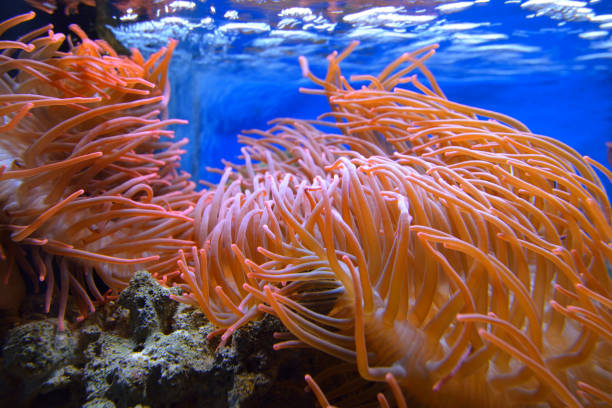 istock Exotic marine aquarium environment with pink actinia 911426378
