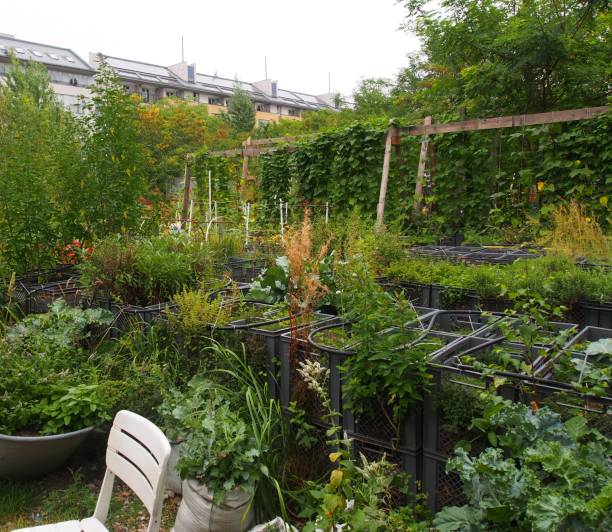 istock Vegetable garden in the city, Berlin 911426524