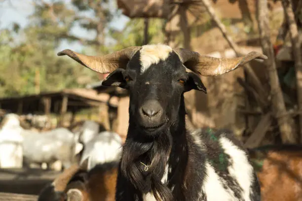 A goat in Serrekunda livestock market in Gambia, West Africa