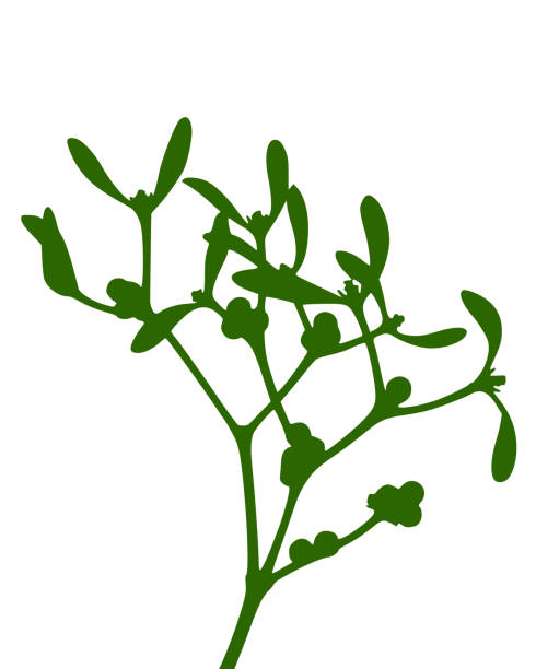 омела - european mistletoe stock illustrations