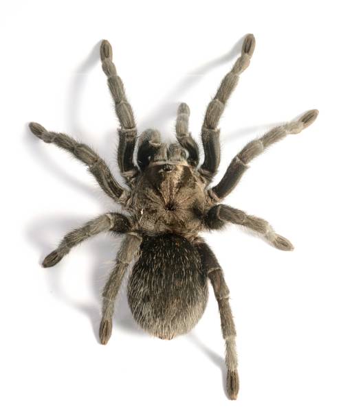 istock black tarantula Grammostola pulchra isolated 911434728