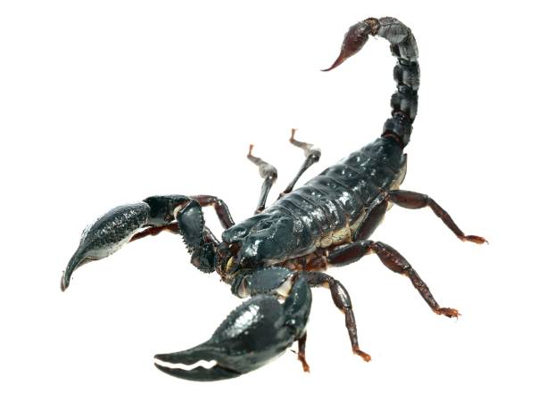 istock Large black scorpion Heterometrus laoticus isolated 911434732