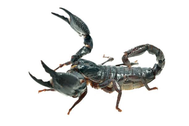 istock Large black scorpion Heterometrus laoticus isolated 911434738