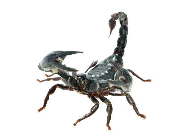 istock Large black scorpion Heterometrus laoticus isolated 911434742