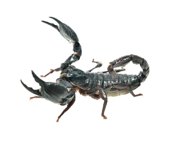 istock Large black scorpion Heterometrus laoticus isolated 911434744