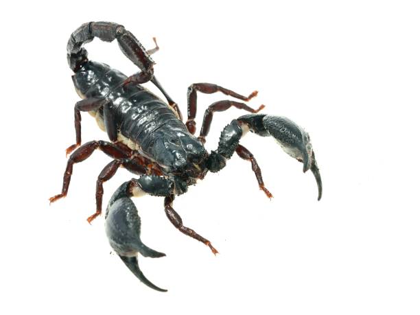 istock Large black scorpion Heterometrus laoticus isolated 911434756