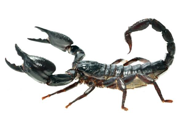 istock Large black scorpion Heterometrus laoticus isolated 911434758