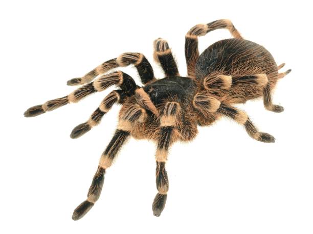 istock giant tarantula Acanthoscurria geniculata isolated 911434774