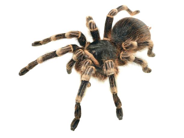 istock giant tarantula Acanthoscurria geniculata isolated 911434780