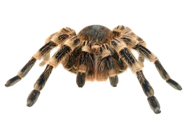 istock giant tarantula Acanthoscurria geniculata isolated 911434786