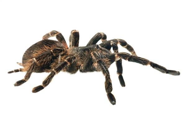 istock giant tarantula Lasiodora parahybana isolated 911434794