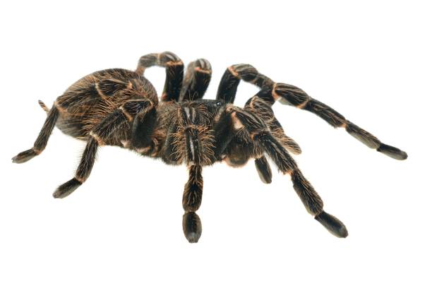 istock giant tarantula Lasiodora parahybana isolated 911434800
