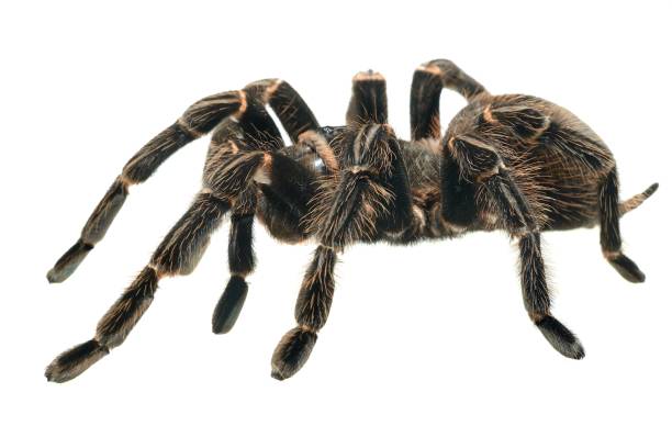 istock giant tarantula Lasiodora parahybana isolated 911434804