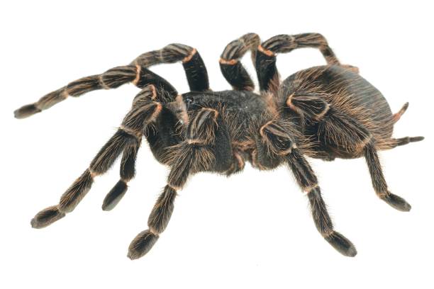 istock giant tarantula Lasiodora parahybana isolated 911434810