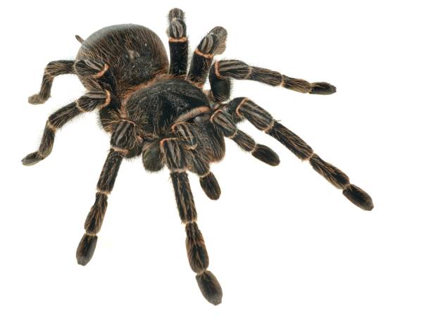 istock giant tarantula Lasiodora parahybana isolated 911434814