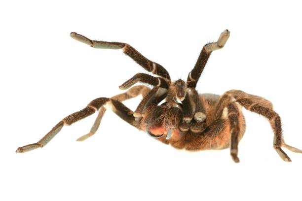 istock giant tarantula Phormictopus platus in aggression posture isolated 911434816
