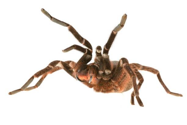 istock giant tarantula Phormictopus platus in aggression posture isolated 911434826