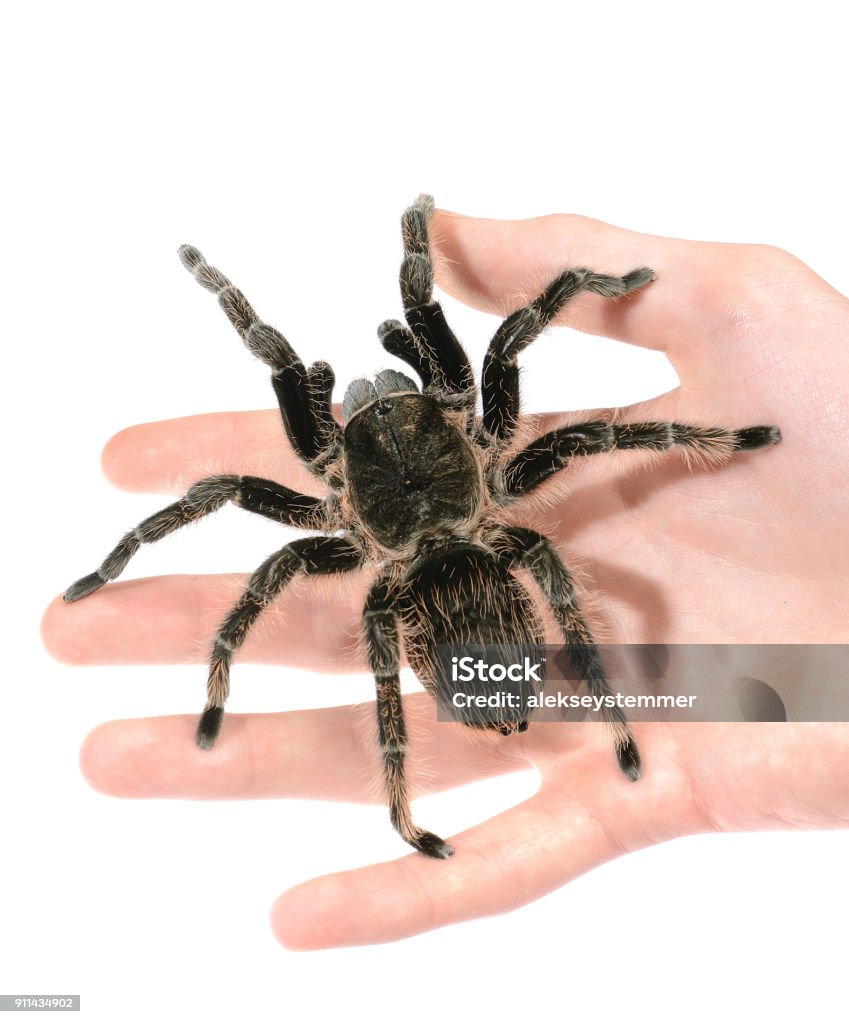 black curly-hair tarantula Brachypelma albopilosum on a hand isolated. No shadow Hand Stock Photo