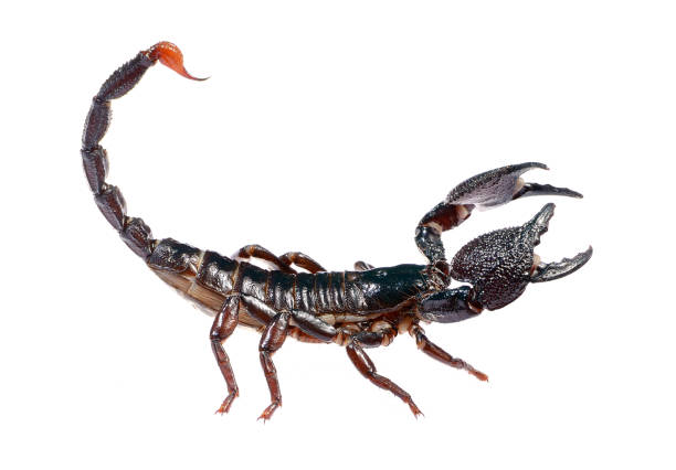istock Scorpion Pandinus imperator isolated on white. No shadow 911434912