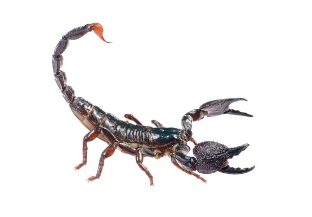 istock Scorpion Pandinus imperator isolated on white. No shadow 911435004