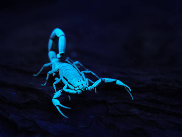 istock Bright blue scorpion Centruroides gracilis glowing under UV light over black background 911435026