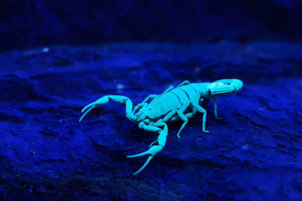 istock Bright blue scorpion Centruroides gracilis glowing under UV light over black background 911435042